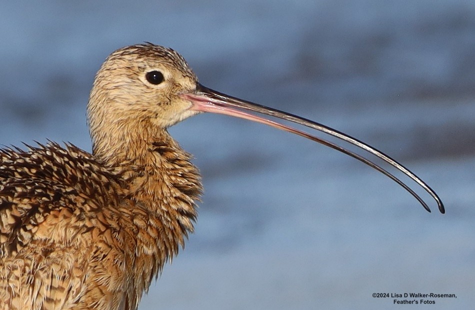 Long-billed Curlew - ML618687865