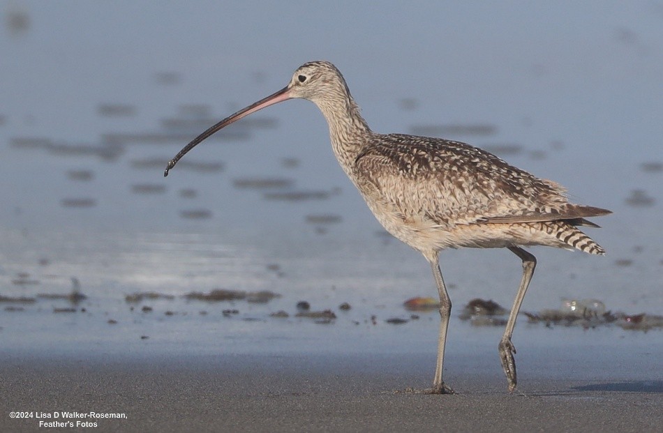 Long-billed Curlew - ML618687866
