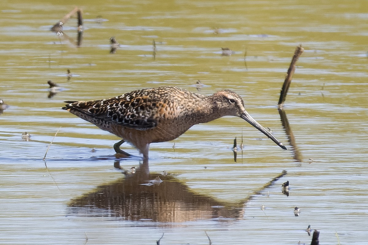 Long-billed Dowitcher - ML618687867