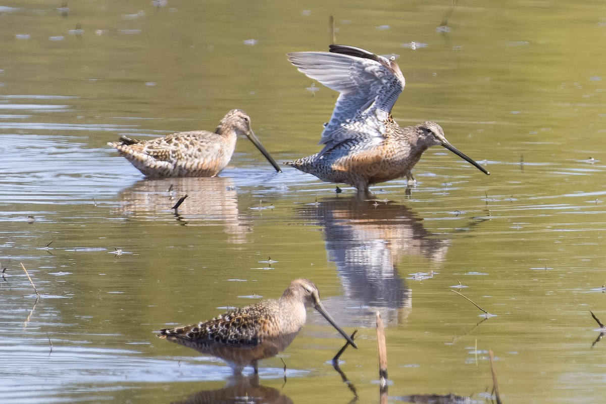 Long-billed Dowitcher - ML618687868