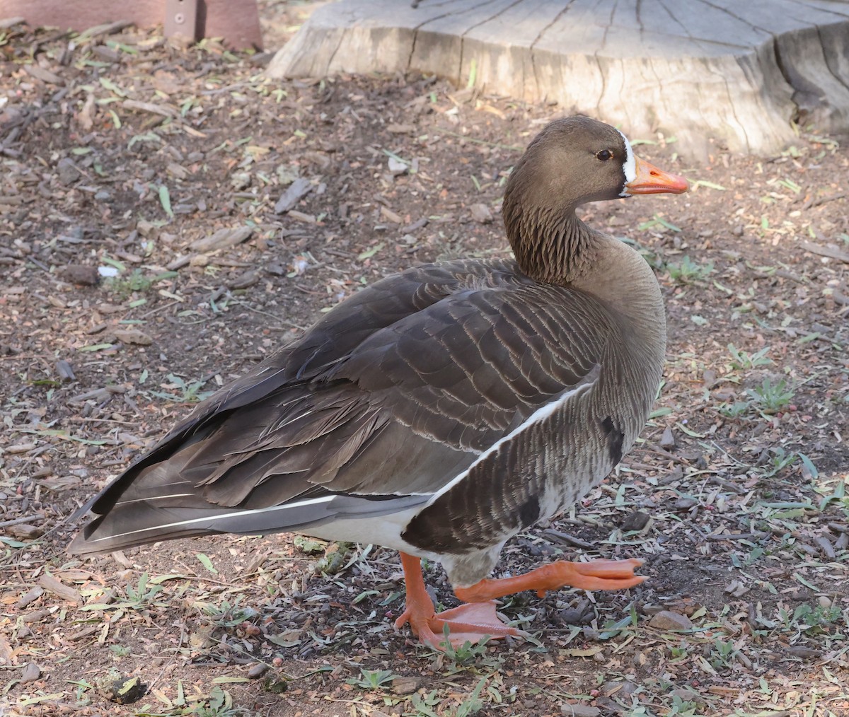 Greater White-fronted Goose - ML618687873