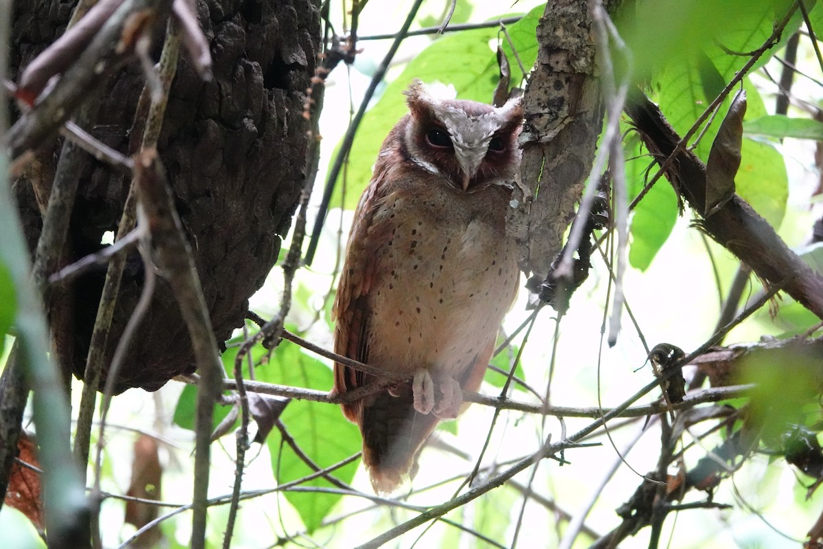 White-fronted Scops-Owl - ML618687884