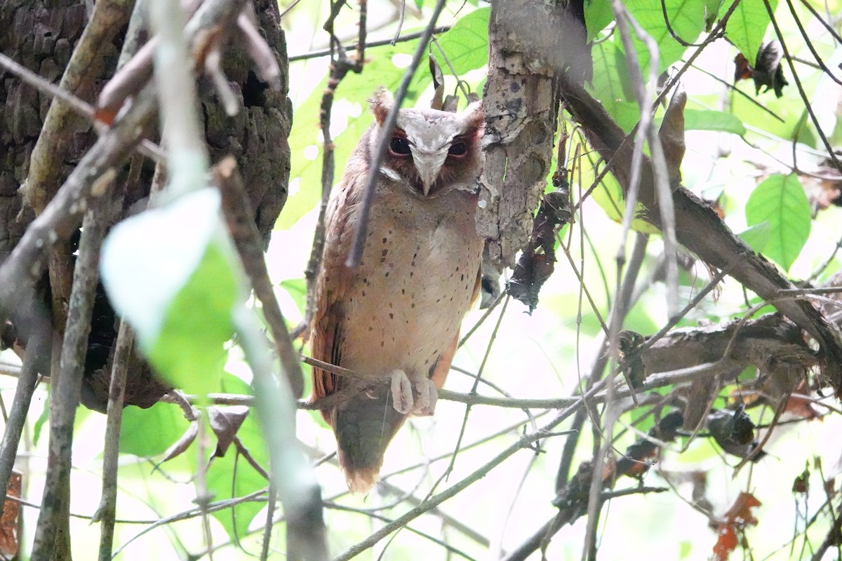 White-fronted Scops-Owl - ML618687885