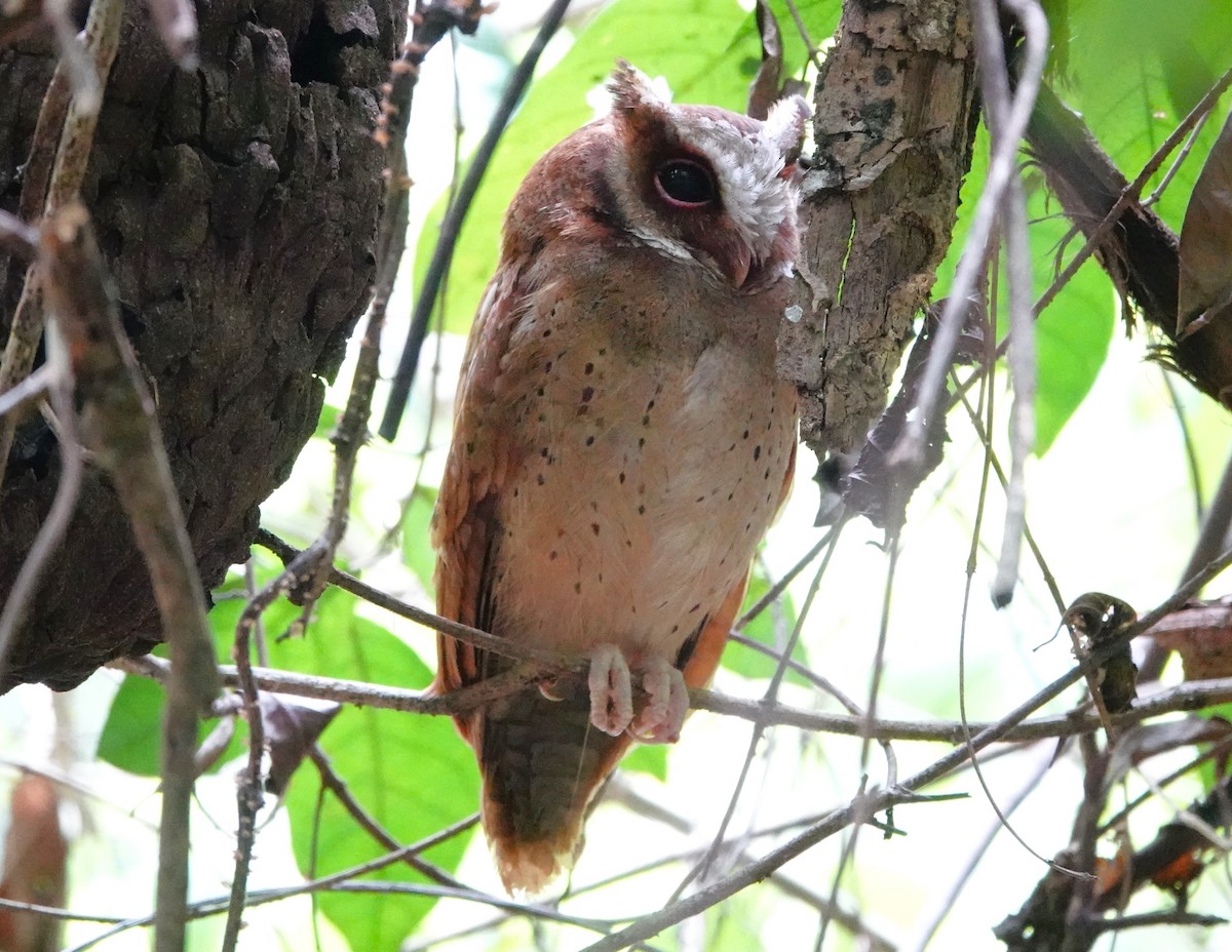 White-fronted Scops-Owl - ML618687904