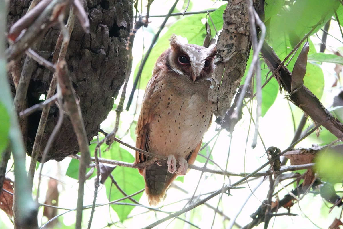 White-fronted Scops-Owl - ML618687905