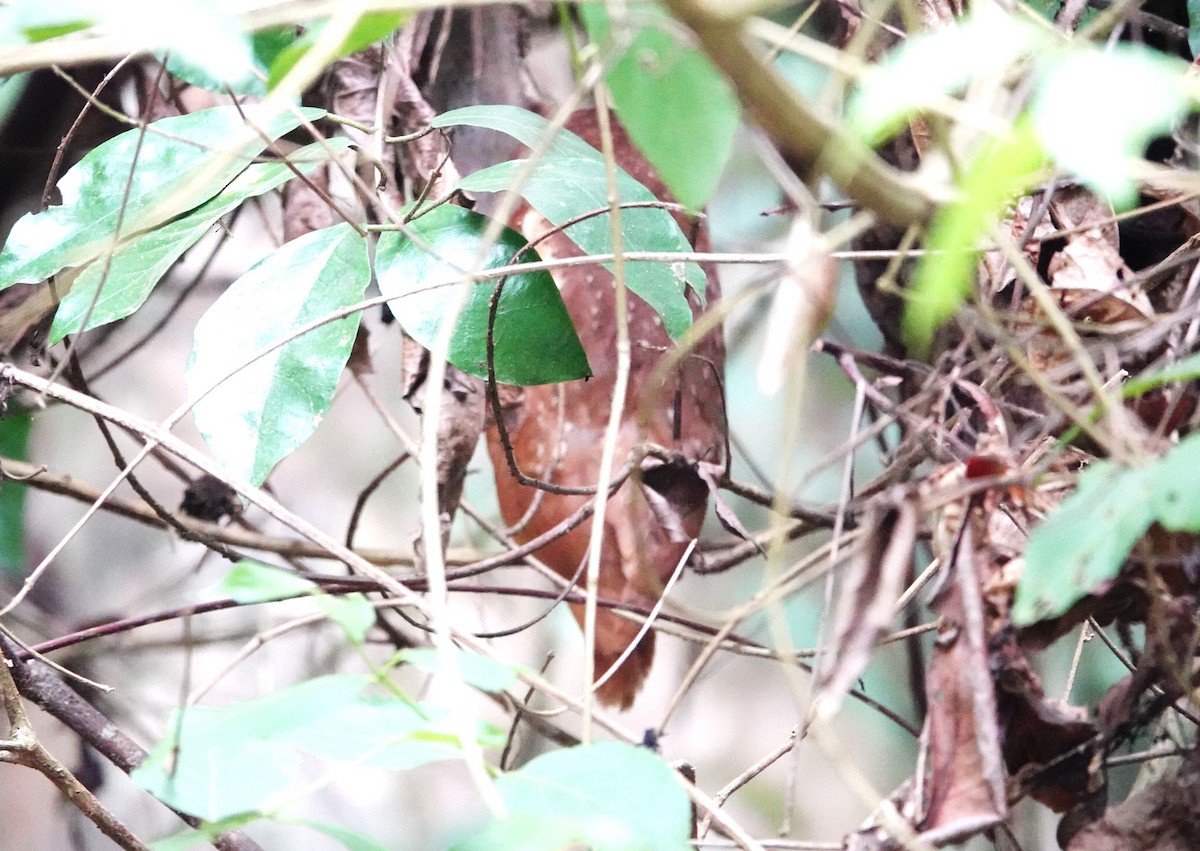 White-fronted Scops-Owl - ML618687923