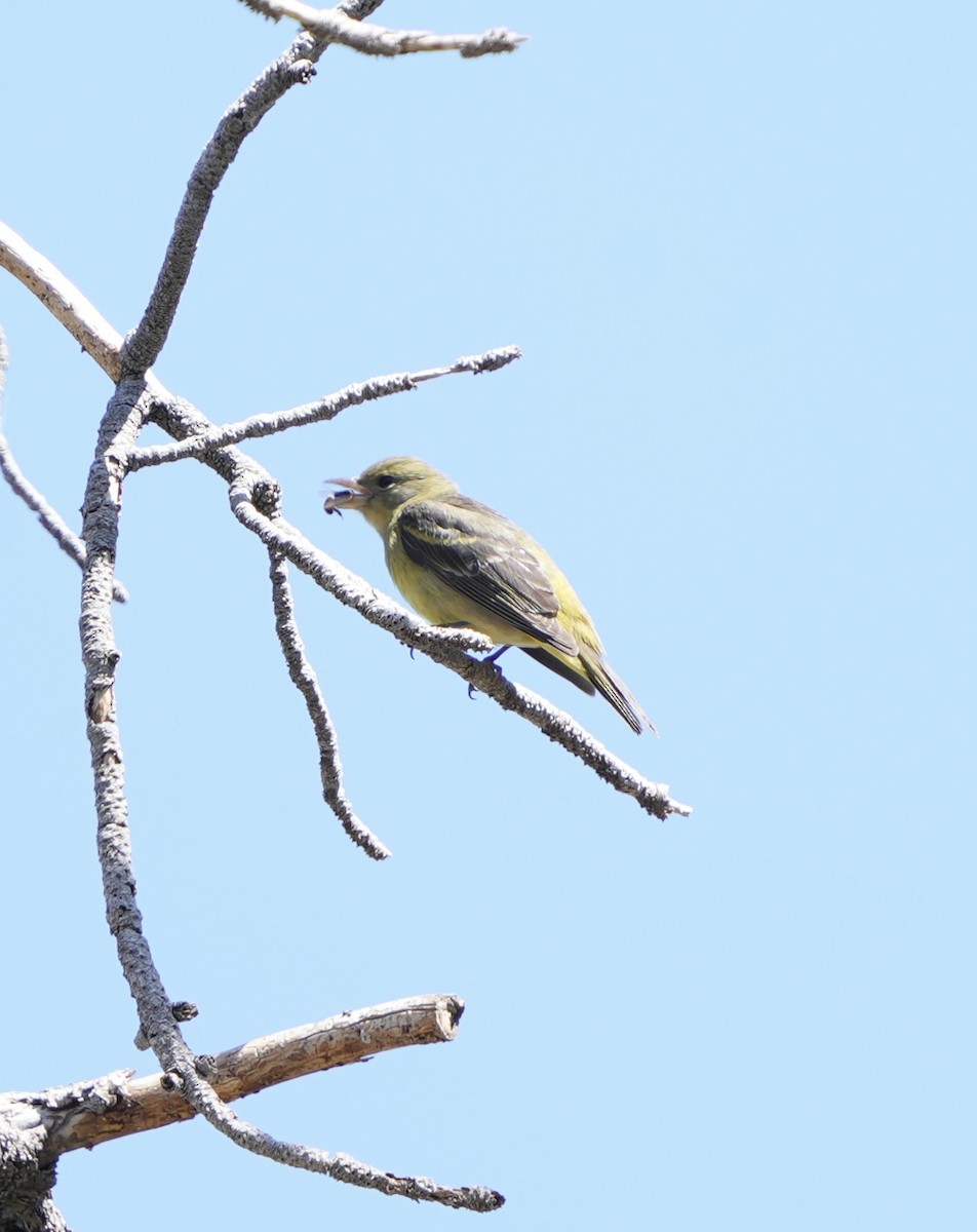 Western Tanager - ML618687928