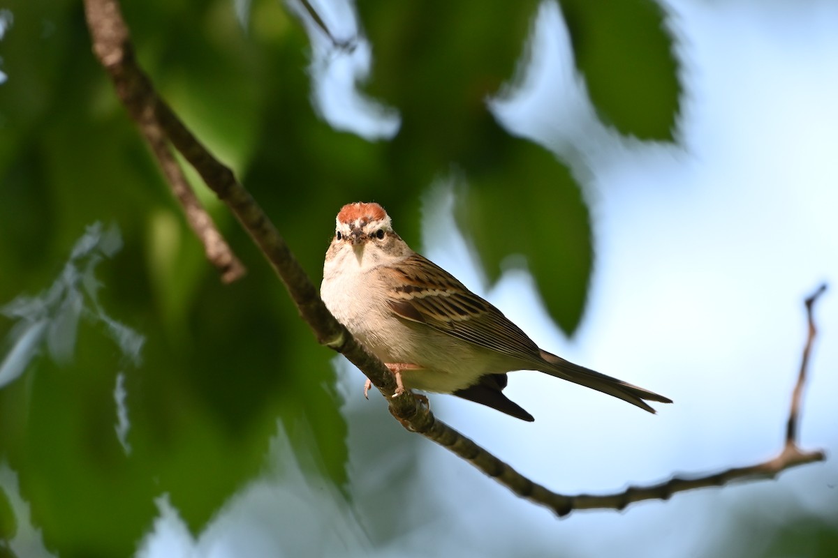 Chipping Sparrow - ML618687930