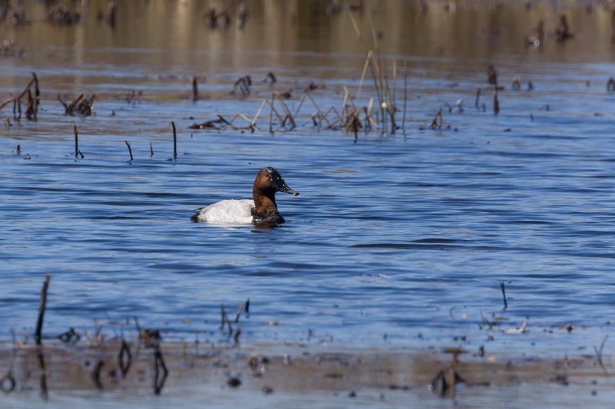 Canvasback - Kyle Shay