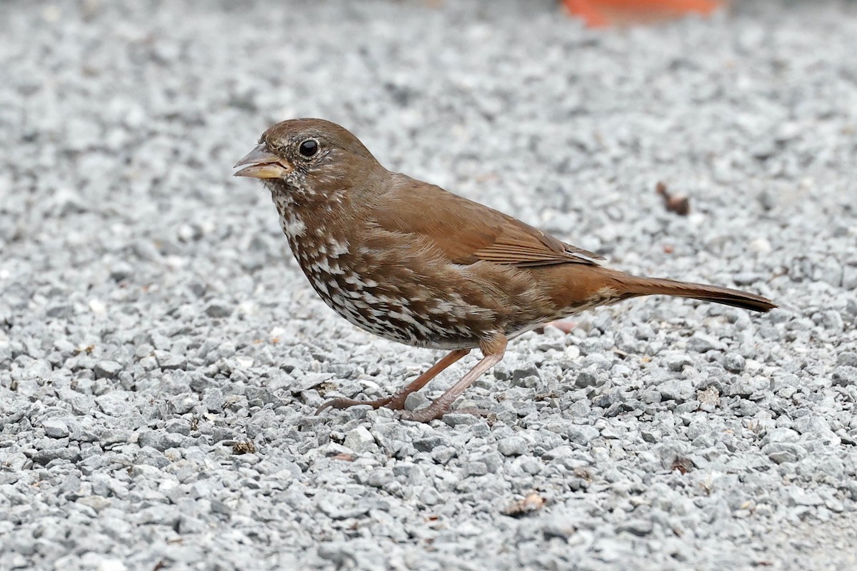 Fox Sparrow (Sooty) - ML618687993