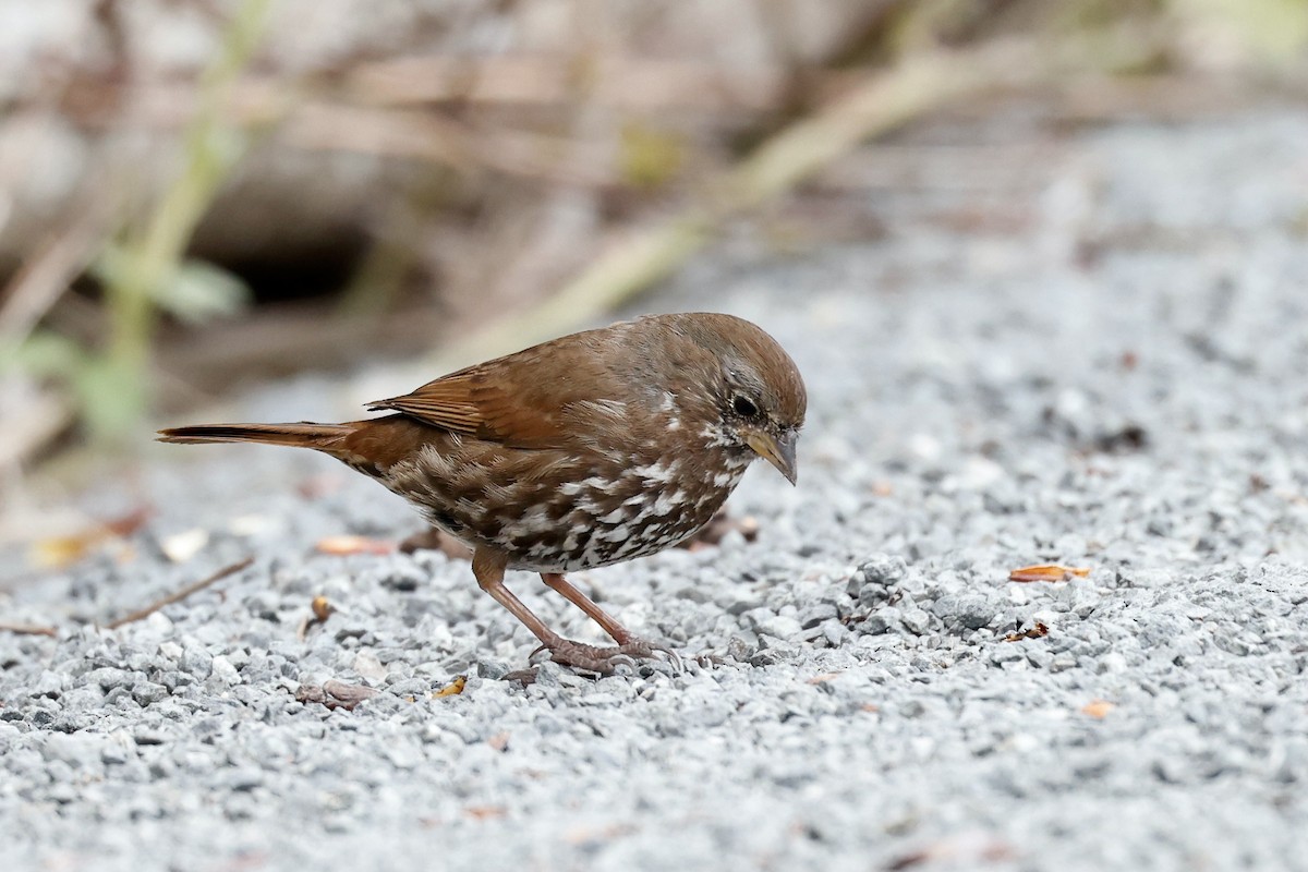 Fox Sparrow (Sooty) - ML618687994
