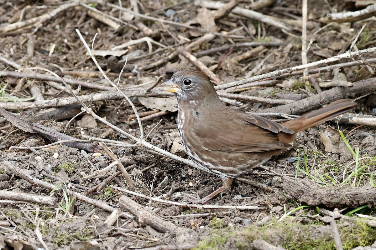 Fox Sparrow (Sooty) - ML618687995