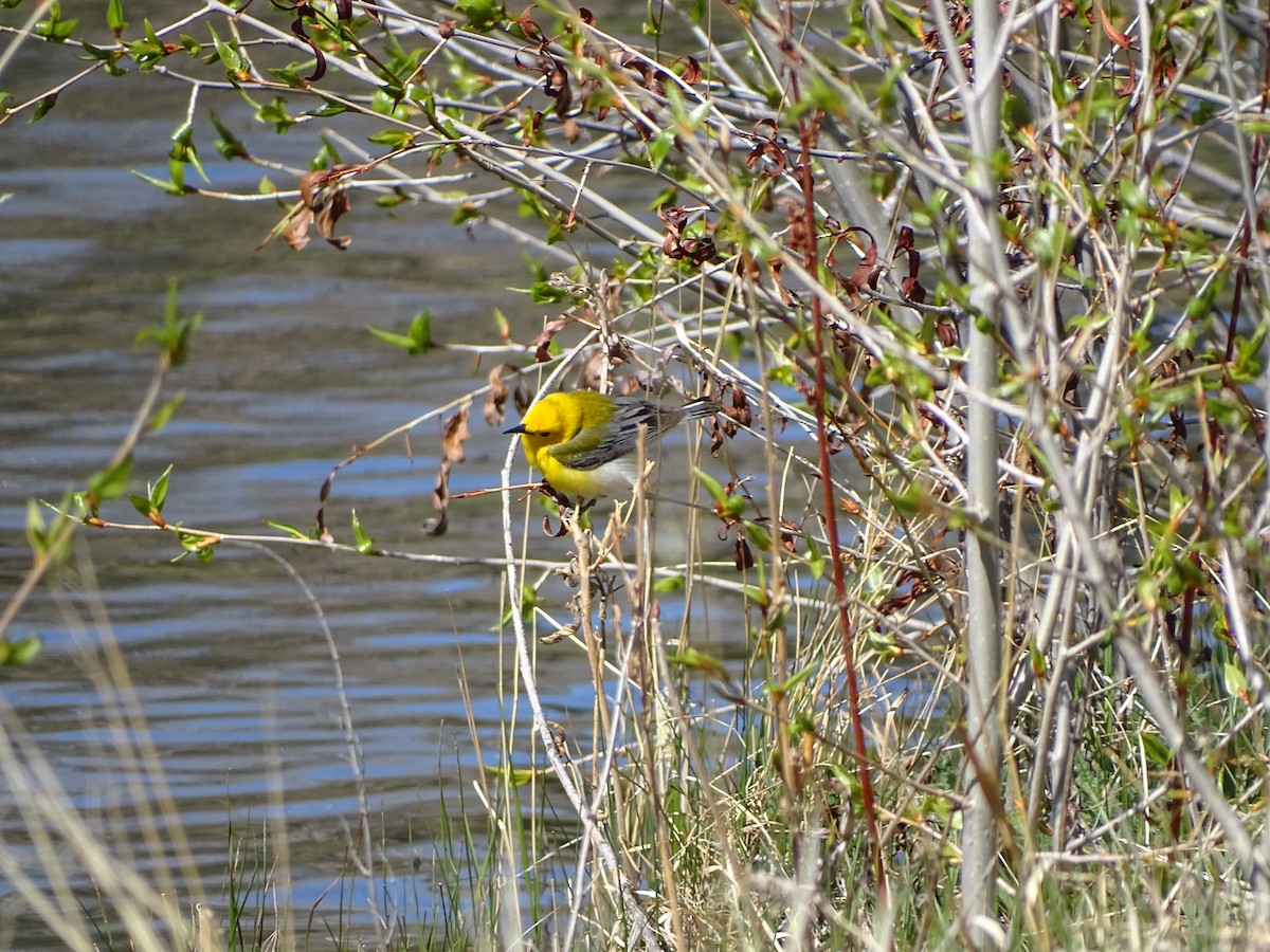 Prothonotary Warbler - ML618688001