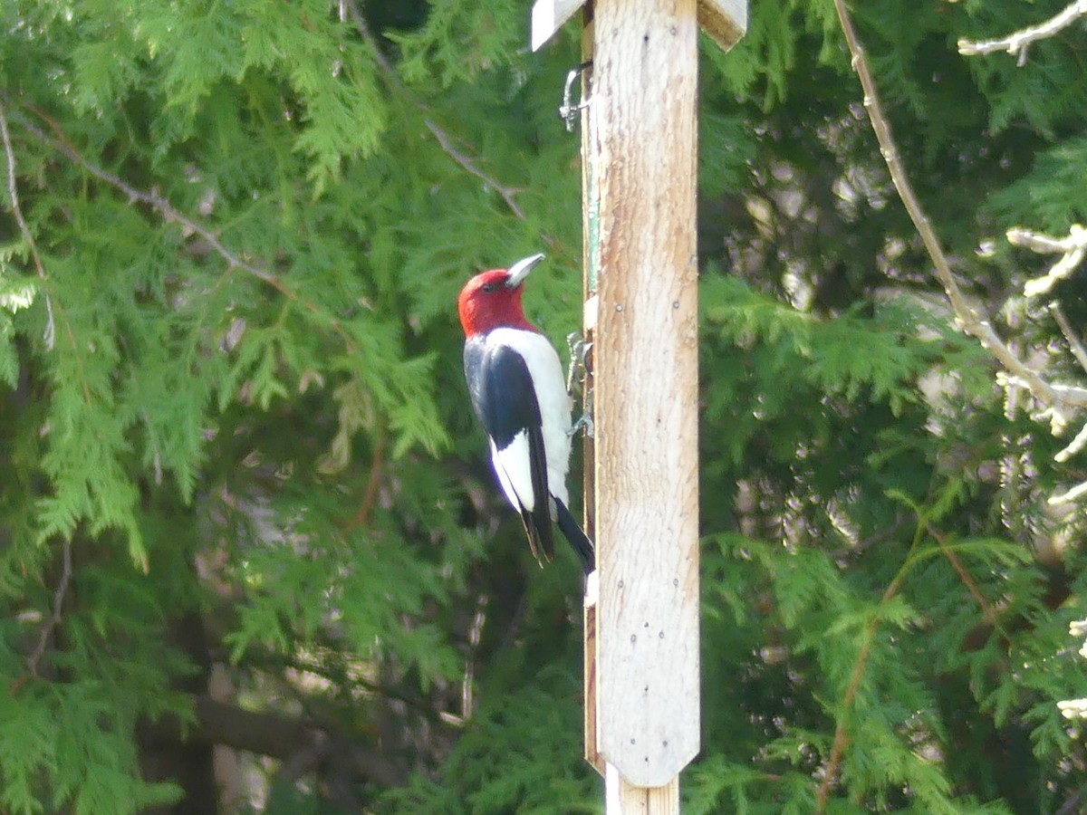 Red-headed Woodpecker - ML618688030