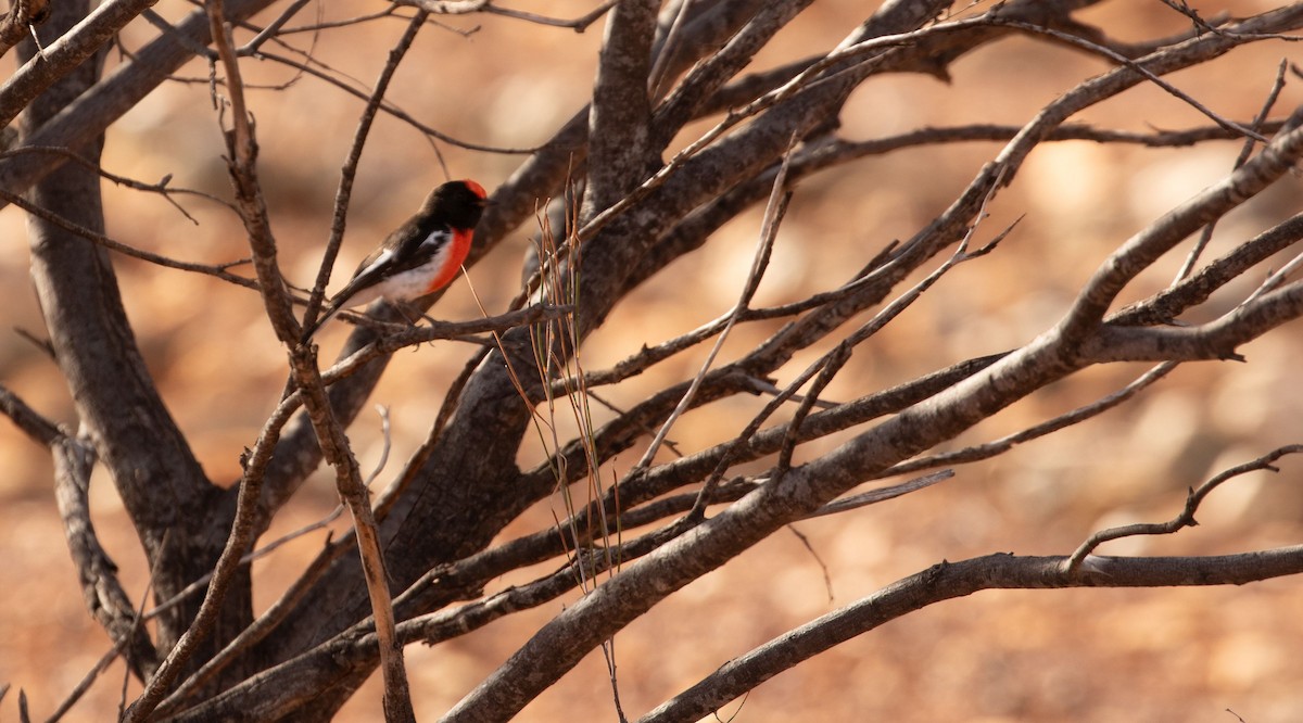 Red-capped Robin - ML618688040