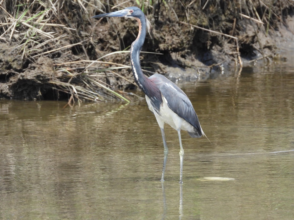 eBird Checklist 7 May 2024 Ocracoke IslandDay Use Area 29 species