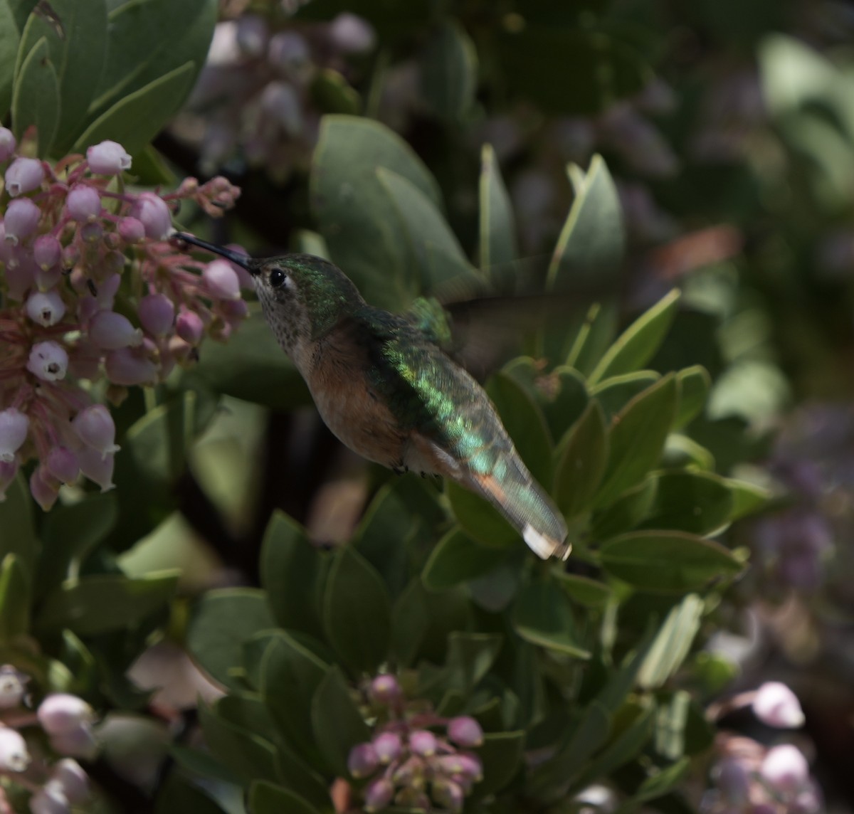 Broad-tailed Hummingbird - ML618688094