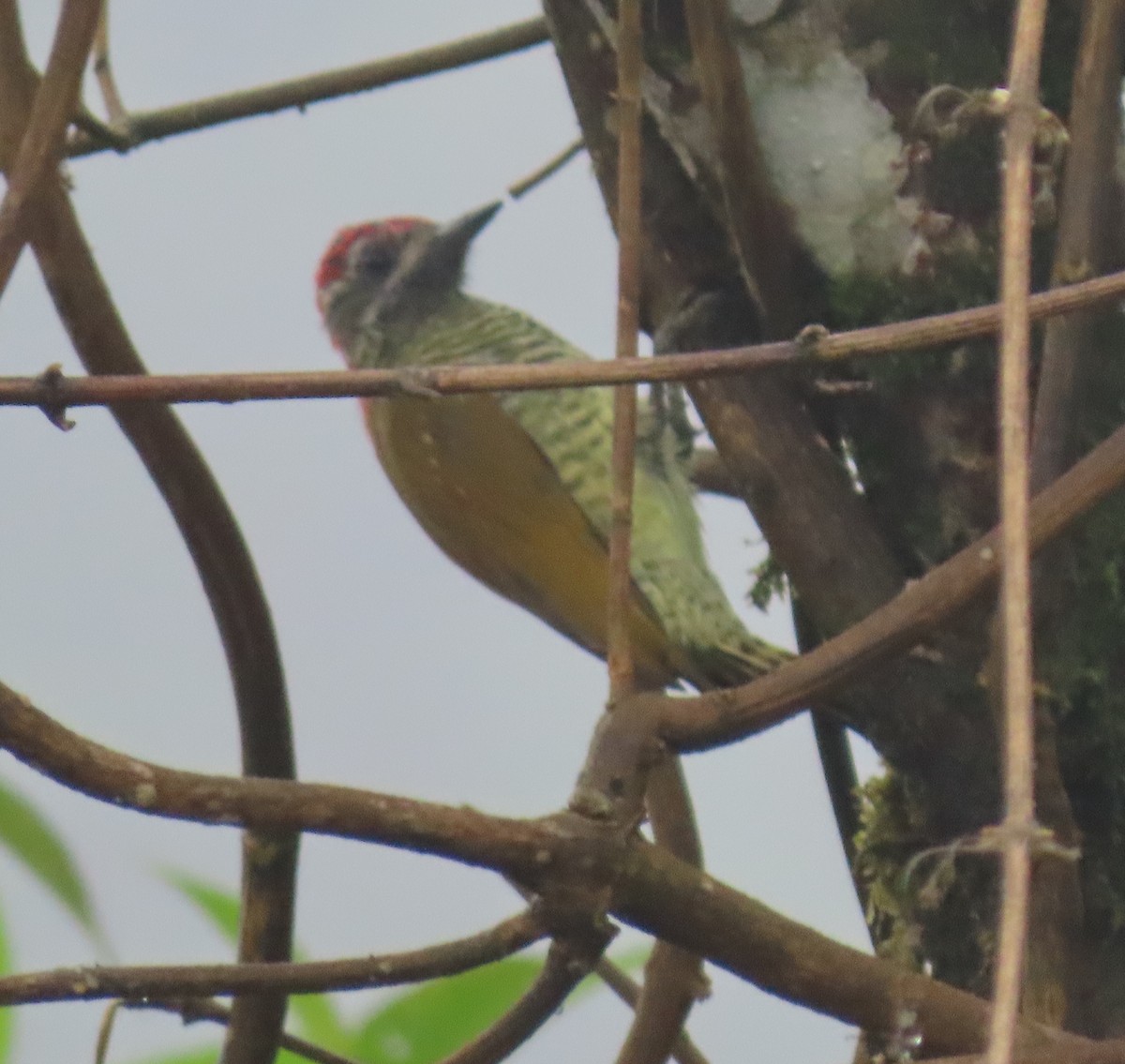 Yellow-vented Woodpecker - ML618688097