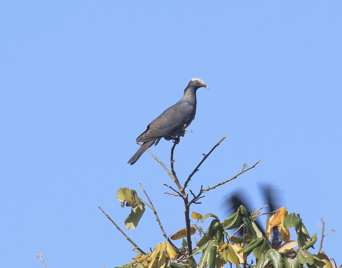 White-crowned Pigeon - ML618688109