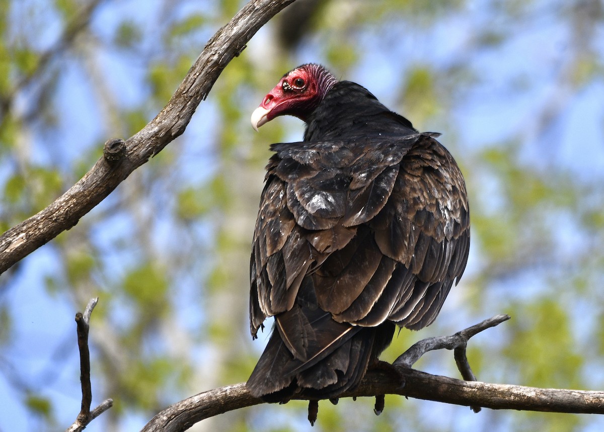 Turkey Vulture - Ben Baldwin