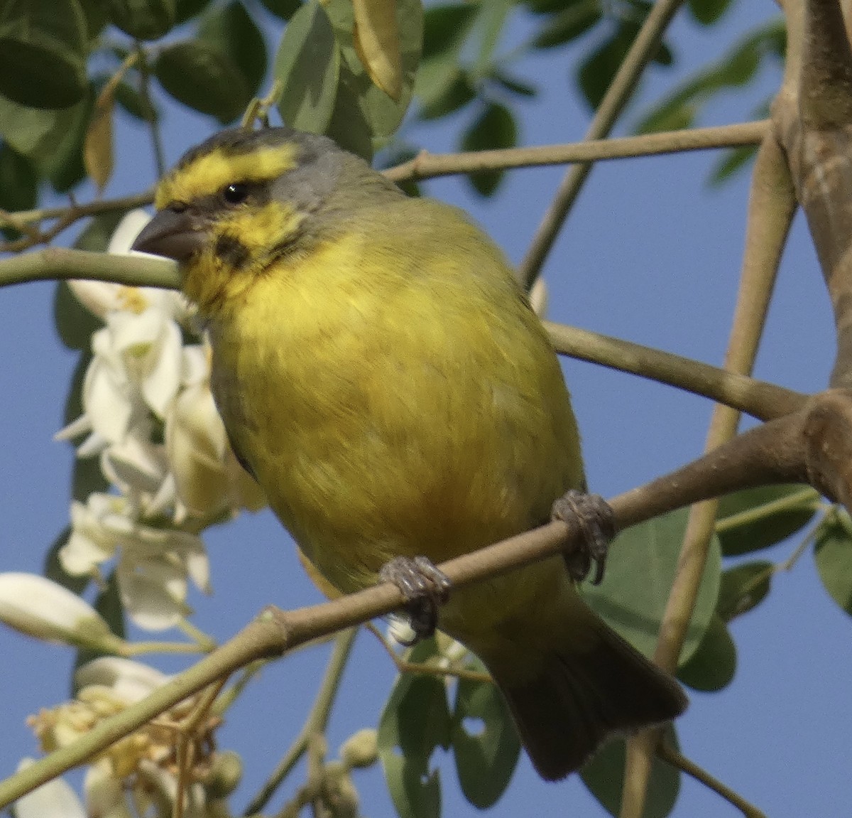 Yellow-fronted Canary - ML618688125