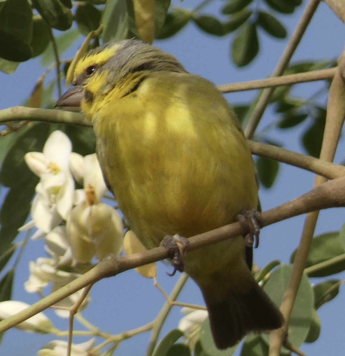 Yellow-fronted Canary - ML618688126