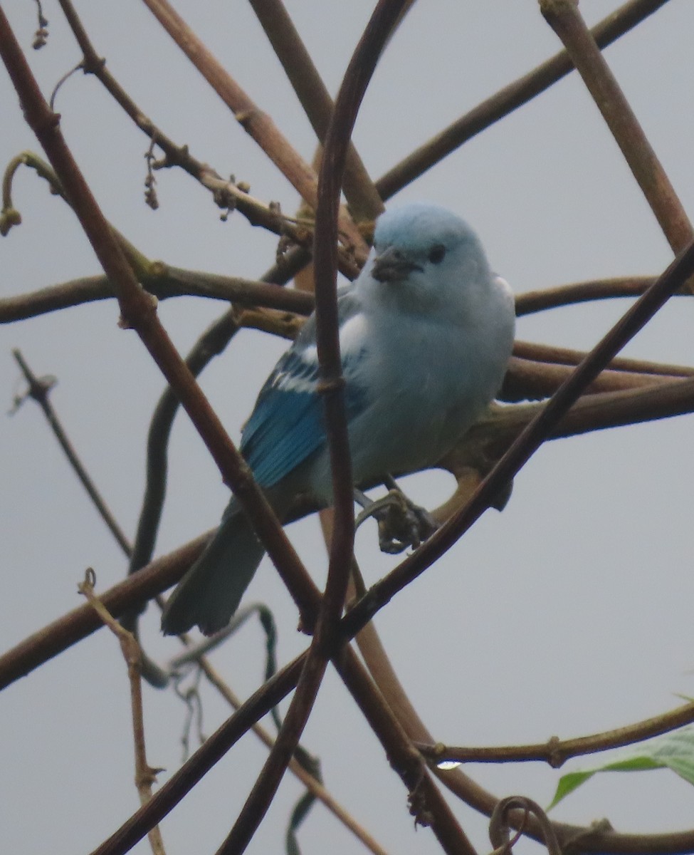 Blue-gray Tanager - ML618688144