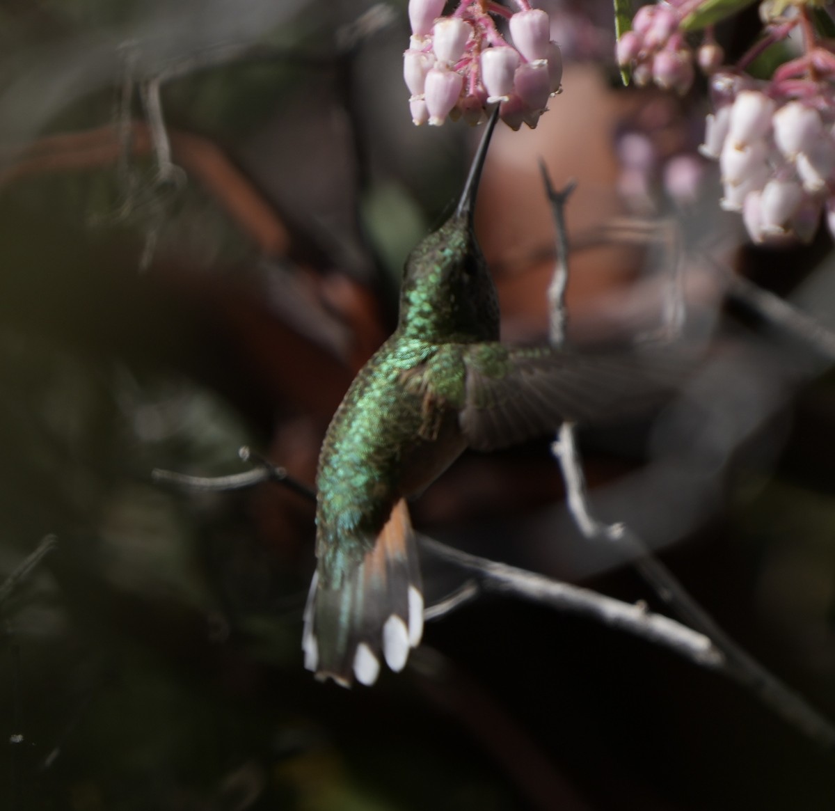 Broad-tailed Hummingbird - ML618688150