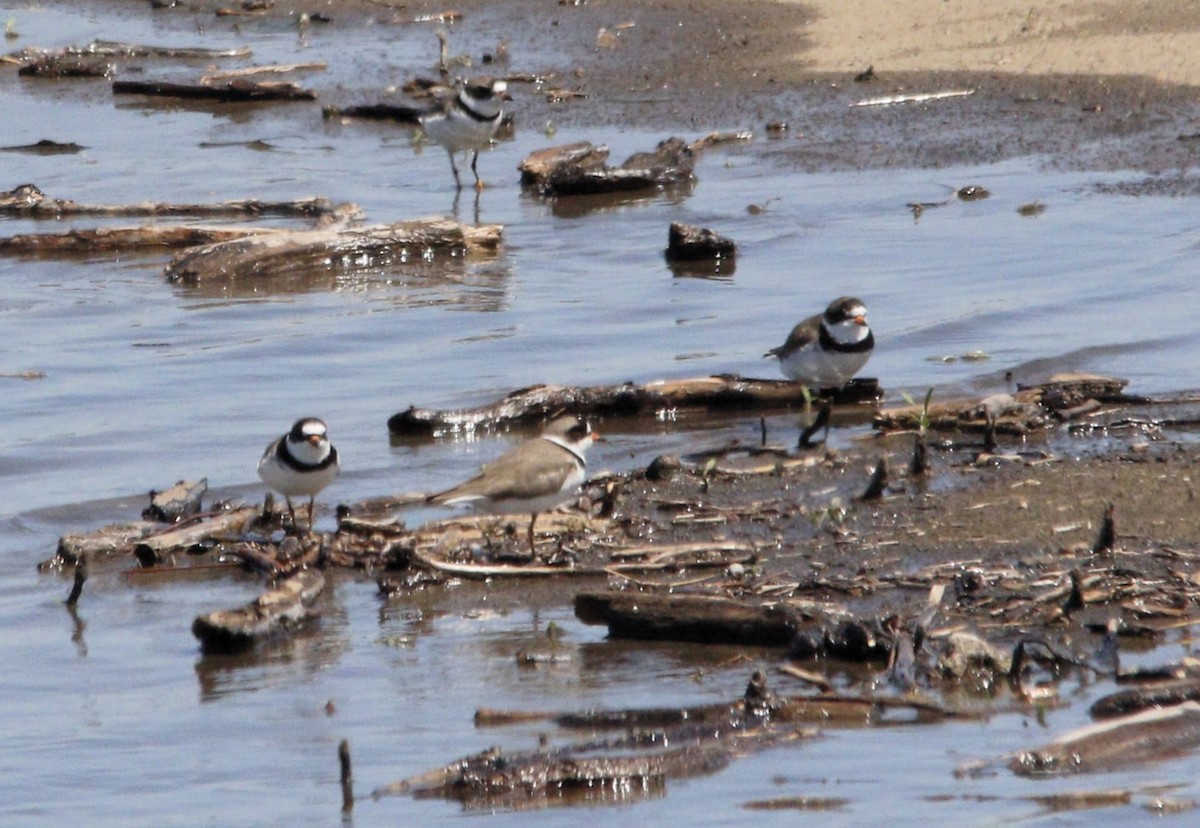 Semipalmated Plover - ML618688156