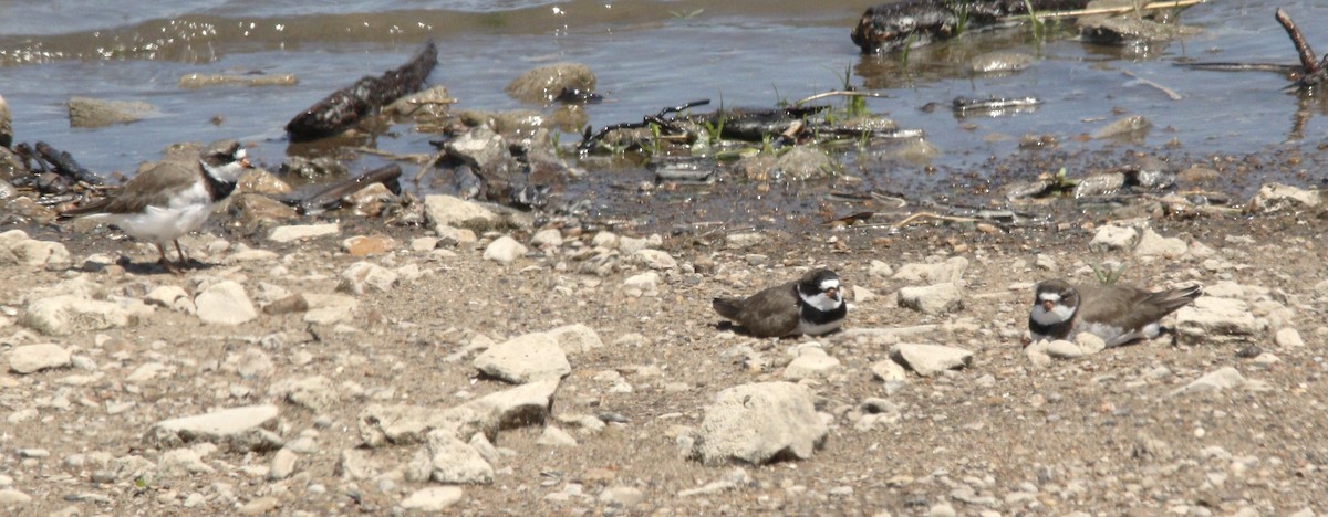 Semipalmated Plover - ML618688158