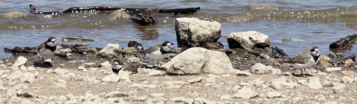 Semipalmated Plover - ML618688163