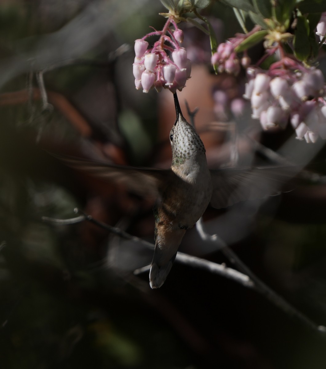 Broad-tailed Hummingbird - ML618688178