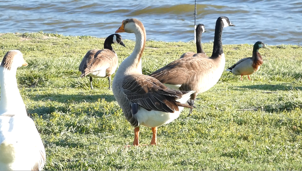 Domestic goose sp. (Domestic type) - ML618688181