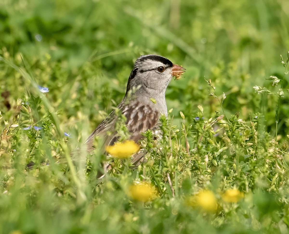 White-crowned Sparrow - ML618688184