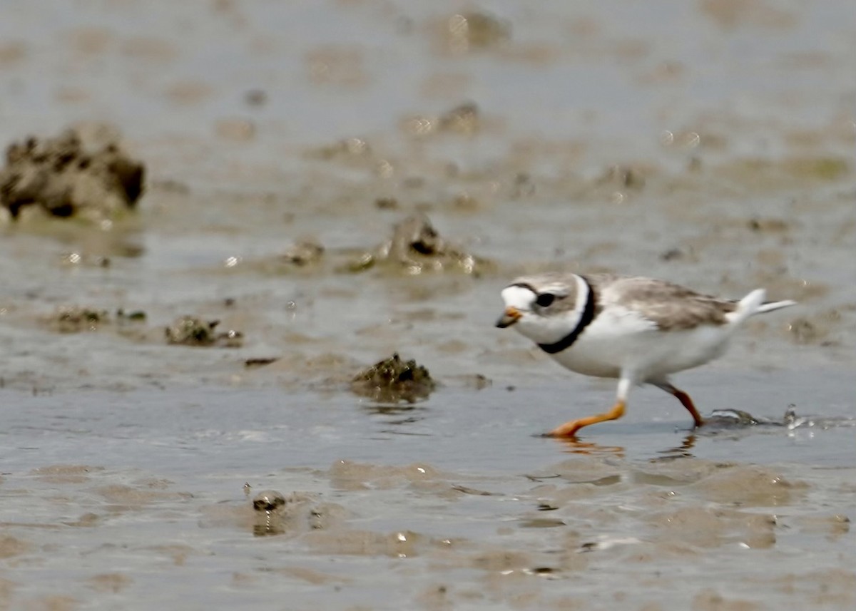 Piping Plover - ML618688188