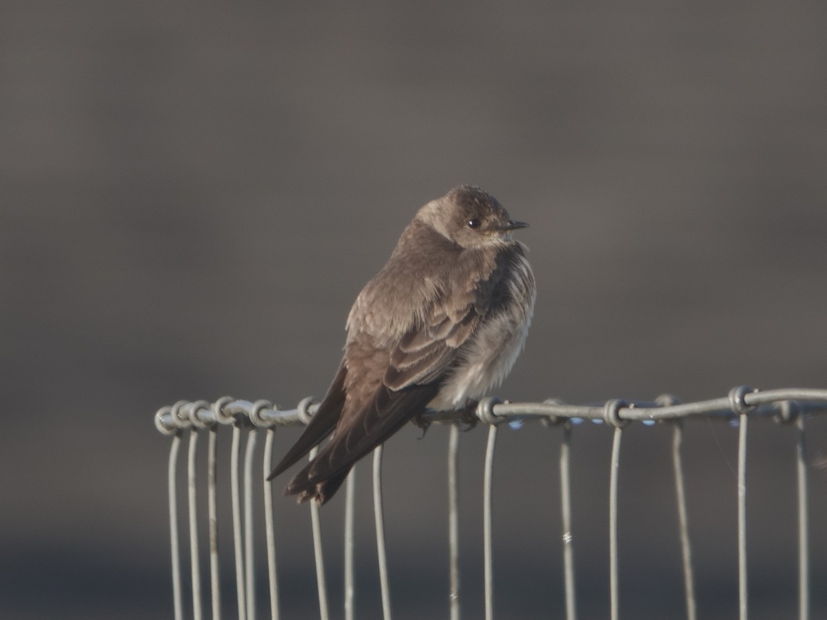 Northern Rough-winged Swallow - ML618688189