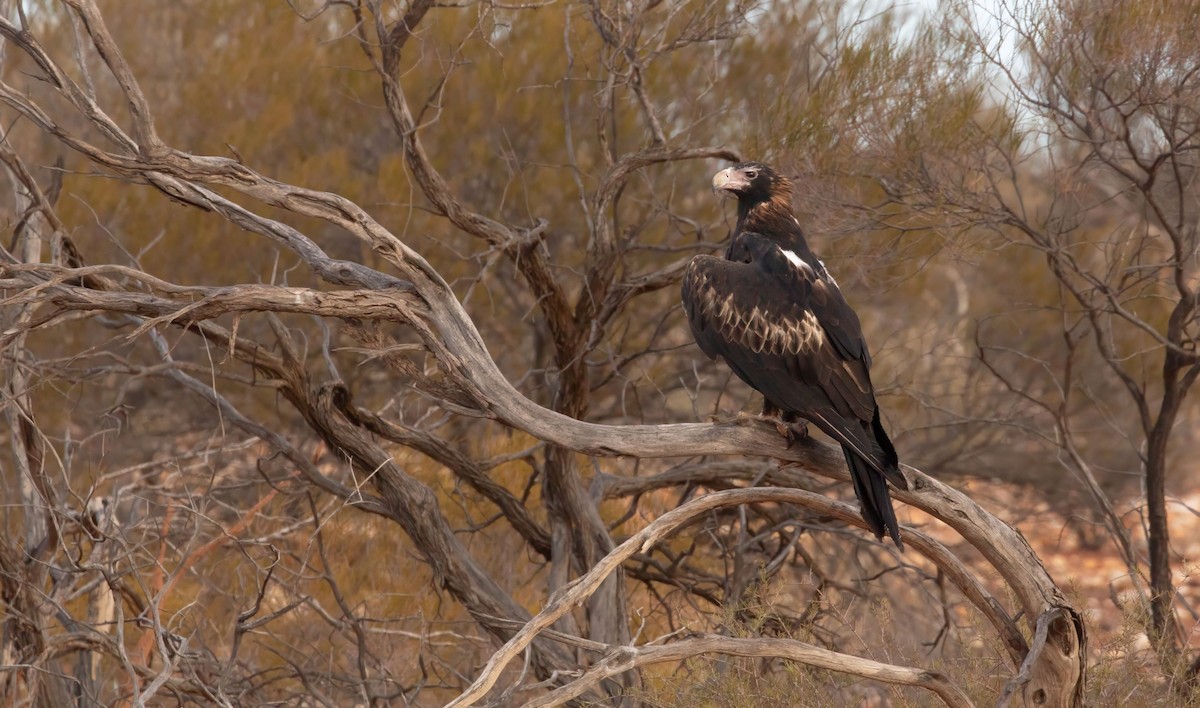 Wedge-tailed Eagle - ML618688191
