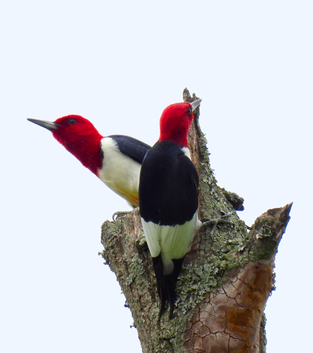 Red-headed Woodpecker - ML618688195