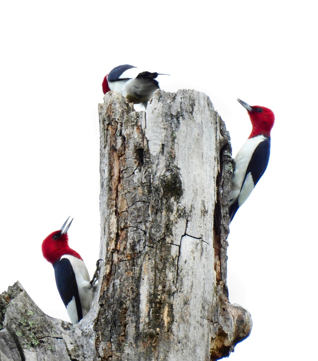 Red-headed Woodpecker - ML618688197