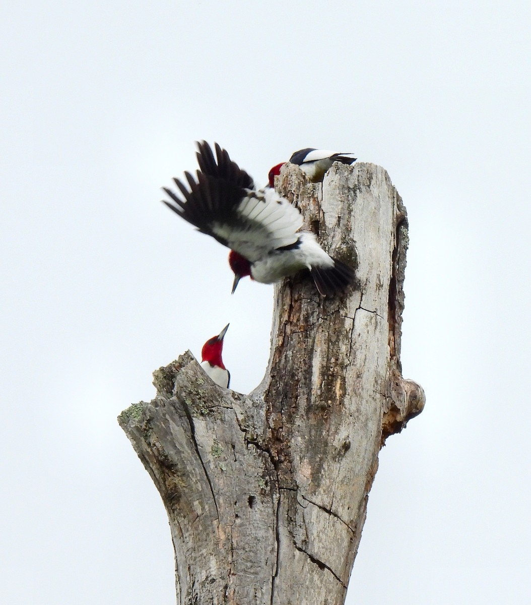 Red-headed Woodpecker - ML618688198