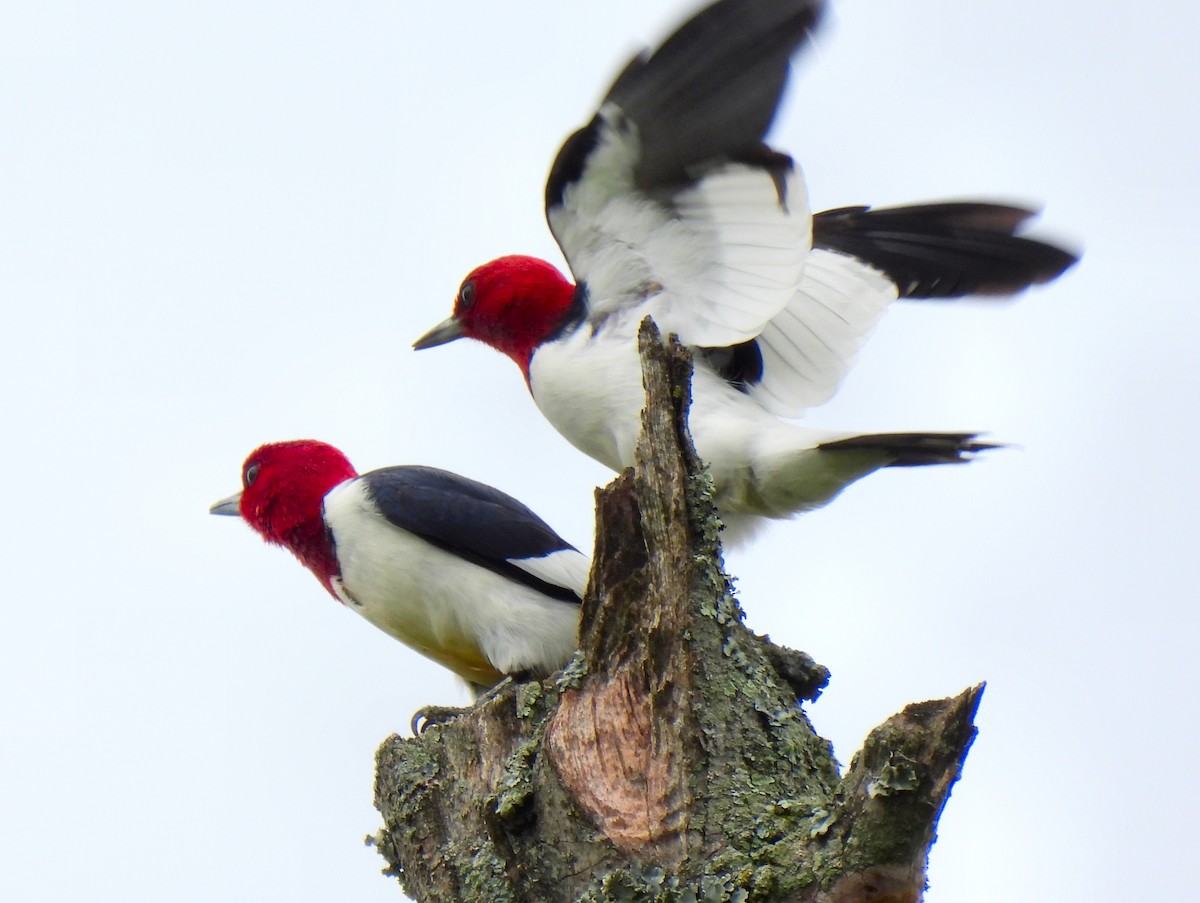 Red-headed Woodpecker - ML618688199