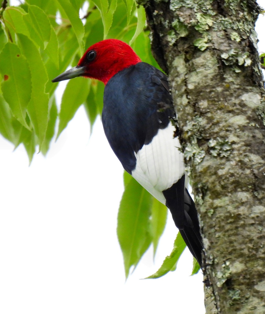 Red-headed Woodpecker - ML618688200