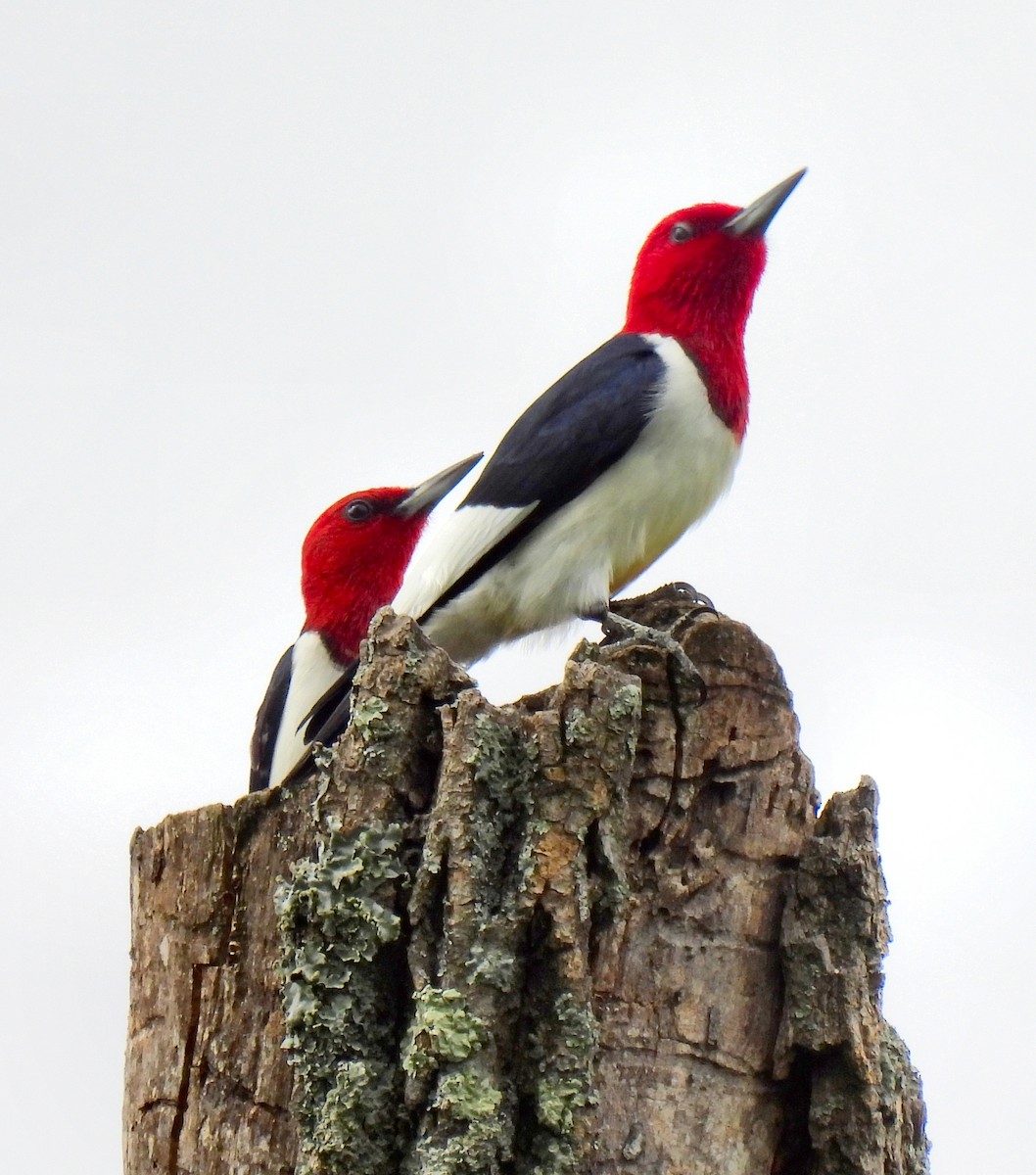 Red-headed Woodpecker - ML618688201