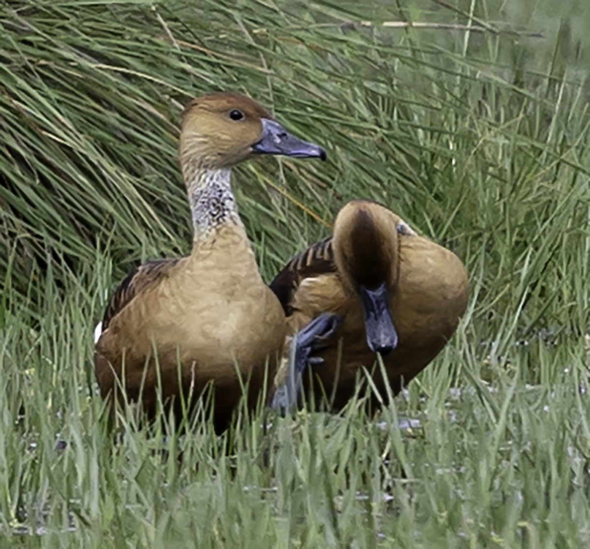 Fulvous Whistling-Duck - ML618688211