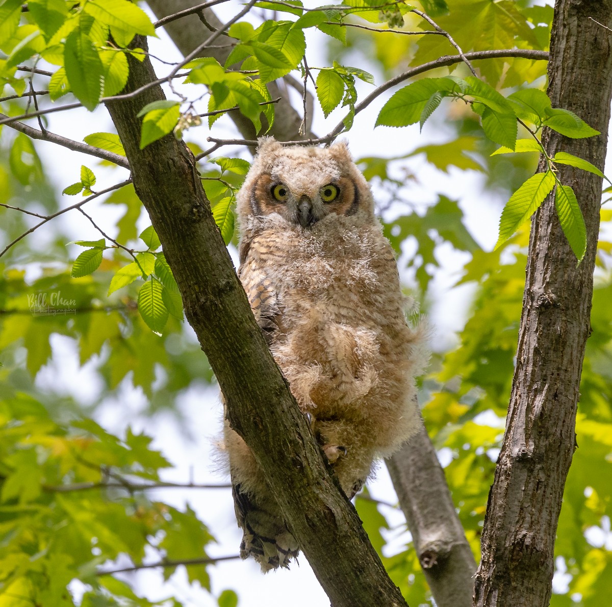 Great Horned Owl - ML618688218