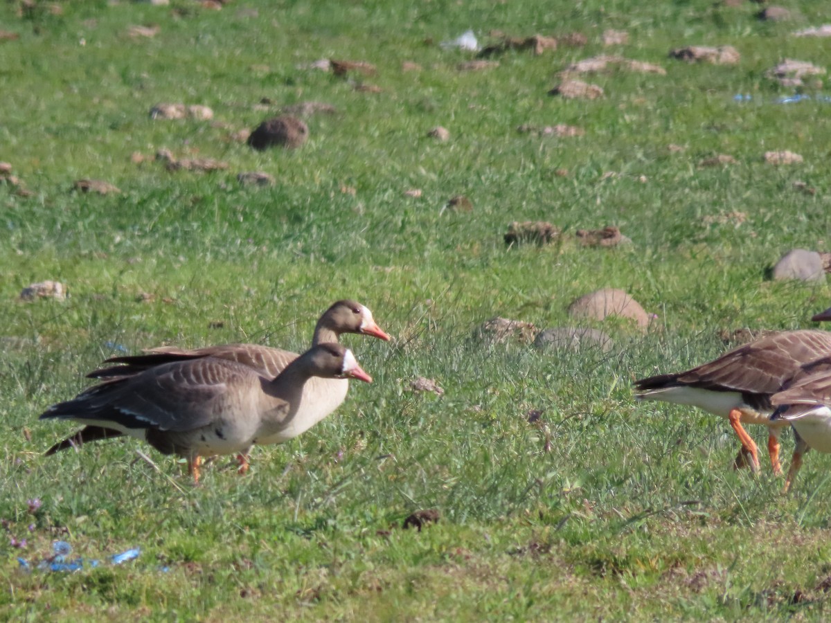 Greater White-fronted Goose - ML618688232