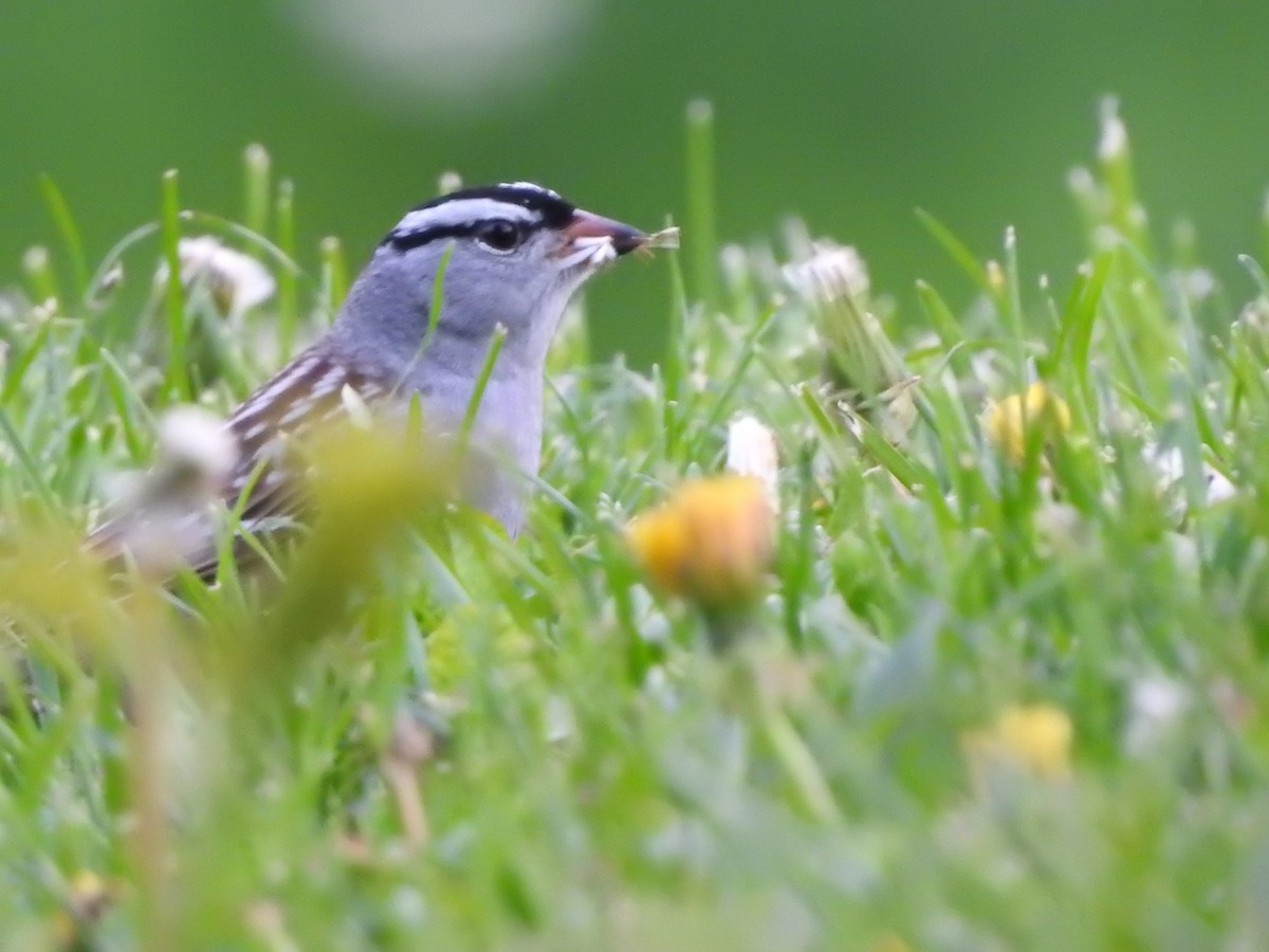 White-crowned Sparrow - ML618688233