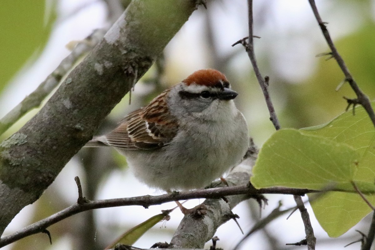 Chipping Sparrow - ML618688240