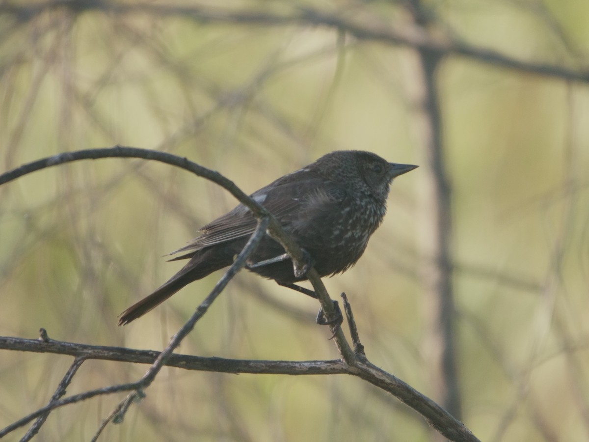 Tricolored Blackbird - ML618688241