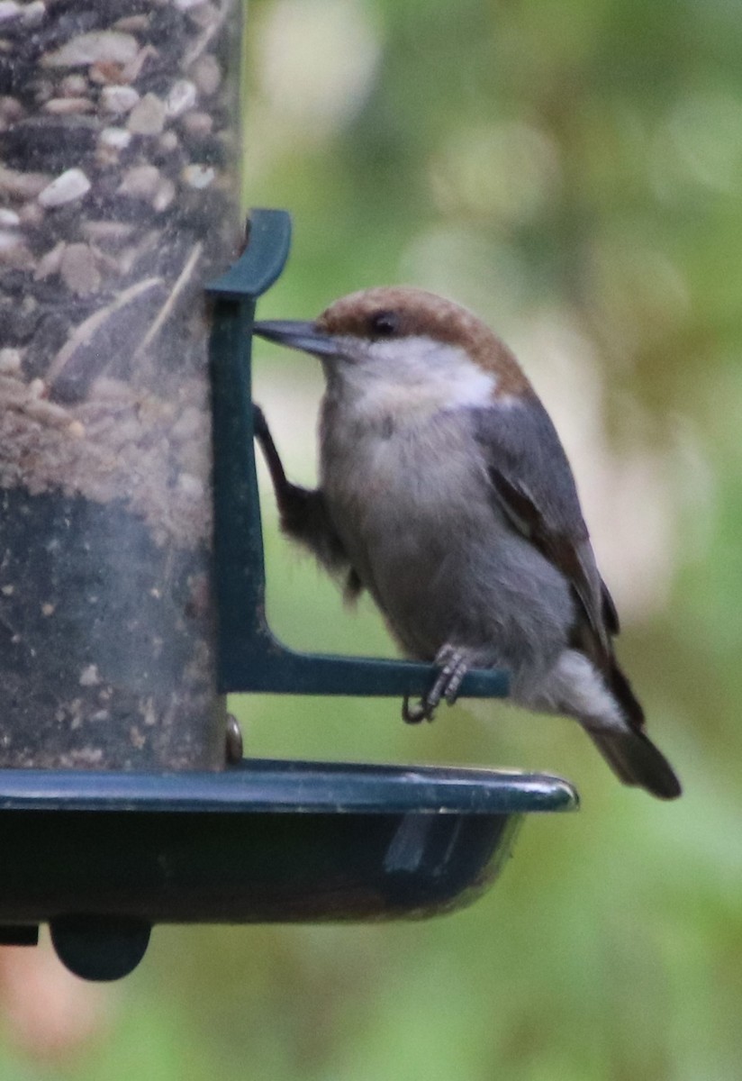 Brown-headed Nuthatch - ML618688244